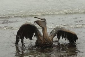 bp-pelican