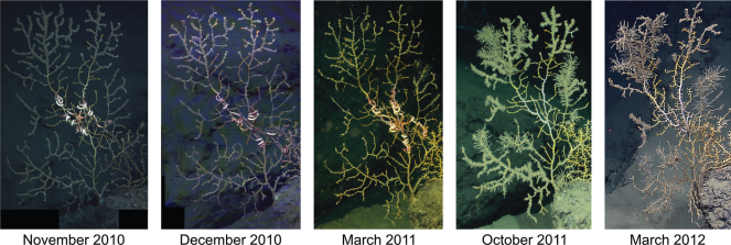 damaged coral time series