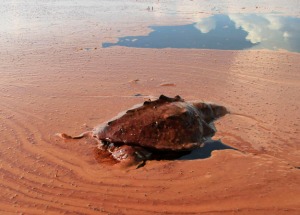 Gulf Oil Spill Barataria