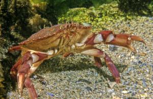 atlantic rock crab