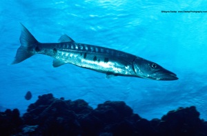 Great Barracuda (Sphyraena barracuda) Bonaire
