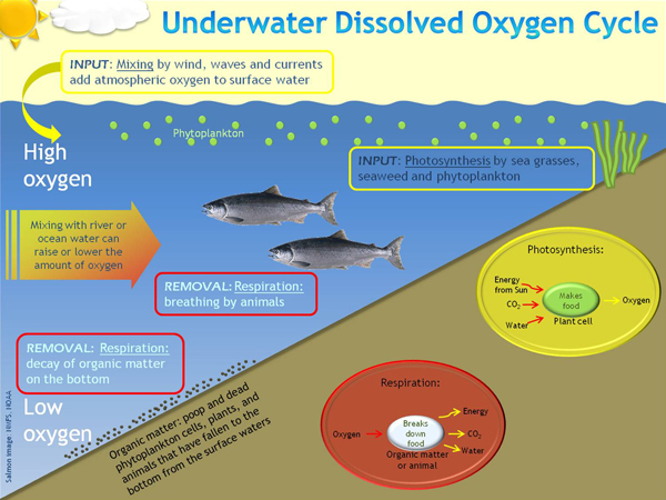 dissolved oxygen