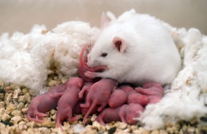 mice babies