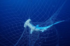 shark in net