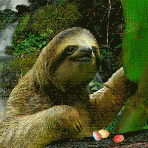 slow sloth