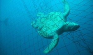 turtle in net