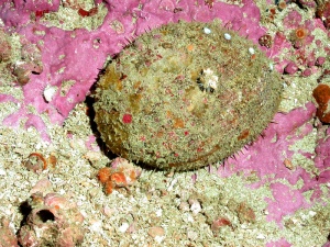 white abalone in wild